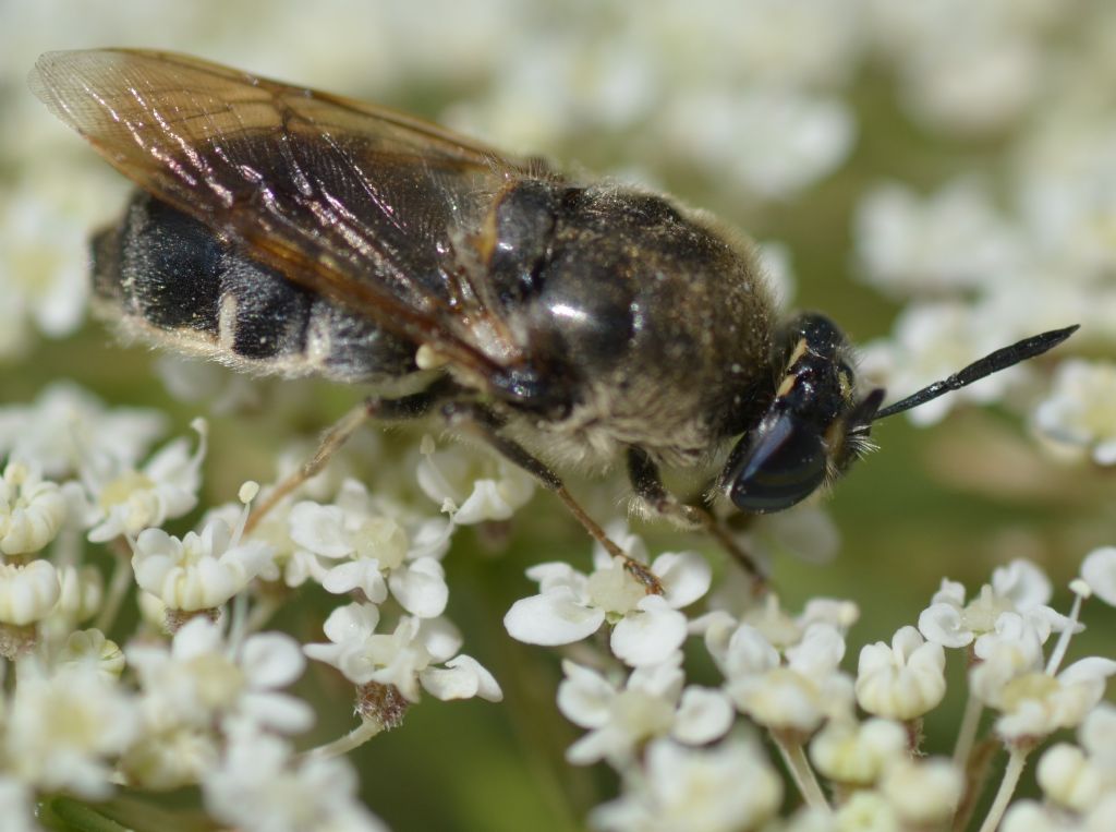 Su carota selvatica